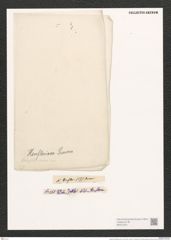 Nitzschia heufleriana Grun. (de-Toni-Nr.: Genus 47, Species 2123) Zeichnungen Sammlung Grunow (NHMW-BOT-W0372231)